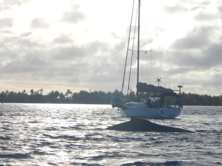 Maupiti secret encounter