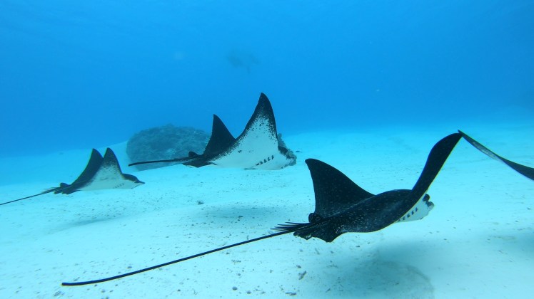 vlcsnap-2019-09-03-09h33m32s272