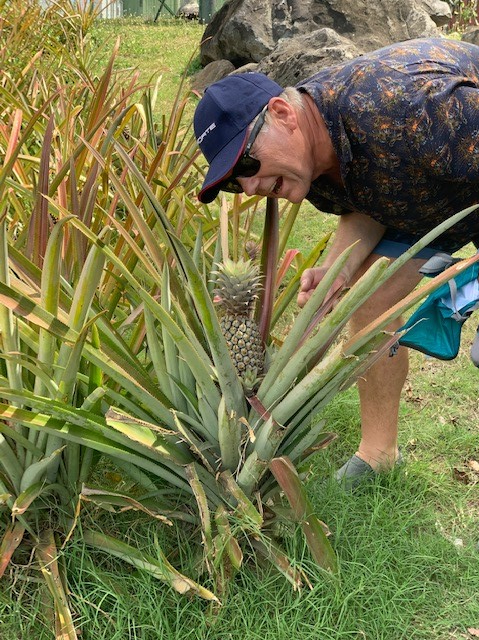 Ananasplante. Tenk det tar 3 år før frukten kan høstes!