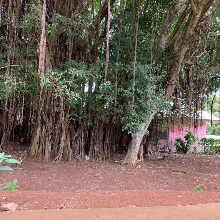 Banion tree, som var modell for filmen Avatar