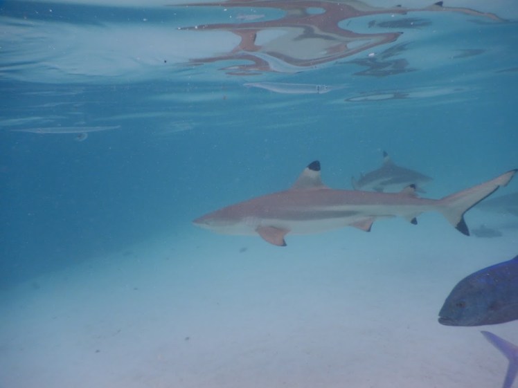 En av de mange Blacktip haiene som vi hadde nærkontakt med. Flotte