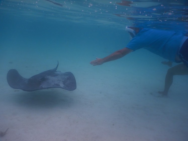 Magnar forsøker å klappe en Stingray