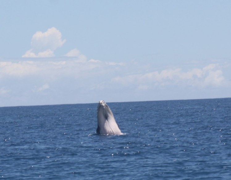 På hvalsafari med 2K, blinkskudd av Kjell