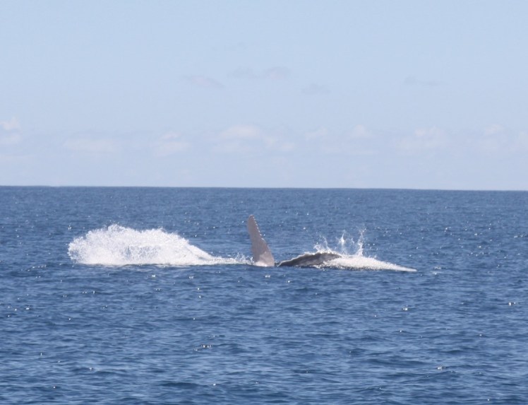 På hvalsafari med 2K utenfor Moorea