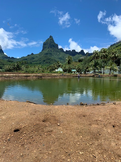 Reke/scampi farm på land. De var skamgoe